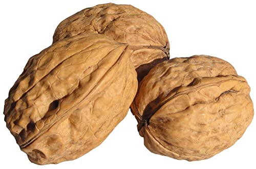 Image of In Shell Walnuts (1 Lbs.) - Large Natural California Walnuts - Great Source of Omega 3 - Fresh New Crop - Bursting with Flavor - Farm Fresh Nuts Brand