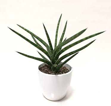 Amazon 株 赤塚植物園 珍しい サンスベリア Ballyi Berrun 4号 白陶器鉢仕様 花