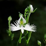 70pcs graines de fleurs d'orchidée aigrette blanche