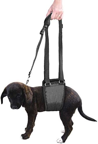 dog leash under belly