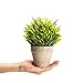 Velener Artificial Grass Potted Plant - Emerald Green Home Decor, Pumpkin Topiary Outdoor & Indoor Fall Plants Home Decor Accents, Coastal Kitchen, Countertops, Classroom, Farmhouse Christmas Decor