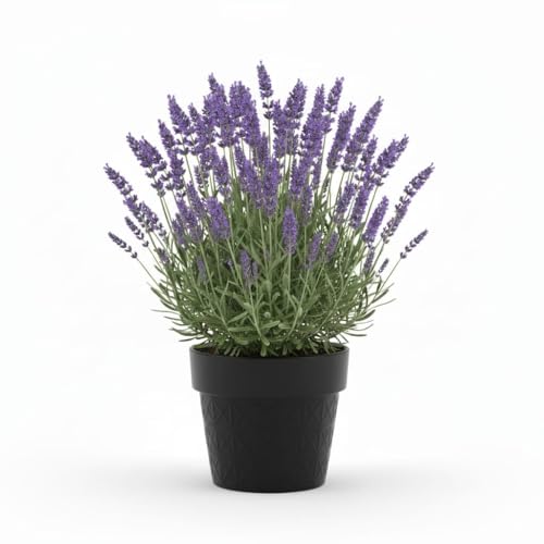 Image of Live Lavender Plant - Fragrant All-Season Flowering Herb for Home Garden, Indoor & Outdoor Decoration | Stress Relief & Aromatic Healing Plant in Black Pot