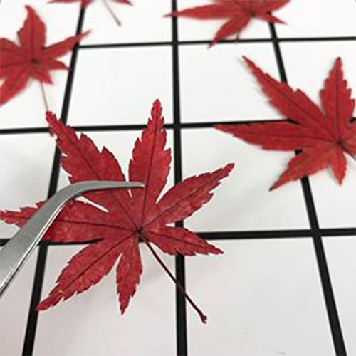 10 Bloodgood Japanese Maple Tree Seeds,(Acer Palmatum), Red Ribbon Leaf Japanese Maple, Palmate Lobe-Qauzuy Garden #TOP6