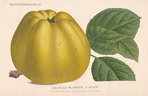 Calville Blanche d'Hiver - Weißer Winter-Calville Calville Blanc d'hiver apple Apfel Äpfel apples botanical Botanik Botany