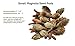 Small Magnolia Seed Pods, 24 Pack for Bioactive Enclosures, Terrariums, Aquariums, Reptiles, Amphibians, Isopods