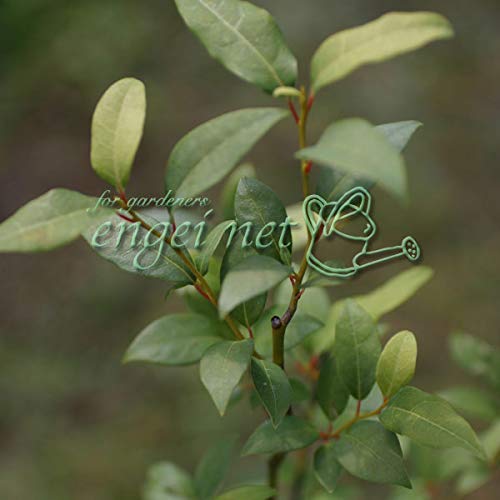 Amazon.co.jp: クロモジ（黒文字） 3.5号ポット[盆栽に][樹木の