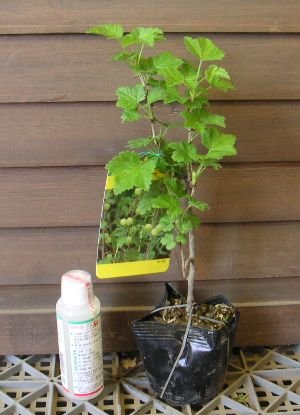 Amazon | グーズベリー 《果樹苗》 | 果物