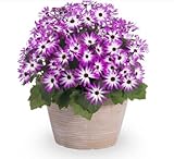 100 Stück rosa Pericallis-Blumensamen