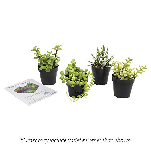 Altman Plants, Assorted Succulents Plants Live Houseplants (4Pk), Succulent Plants Home Office Plants Live Indoor Plants, Live Plants Indoor House Plants, Easy Care Plants, Desk Plants, Kitchen Plants #TOP3
