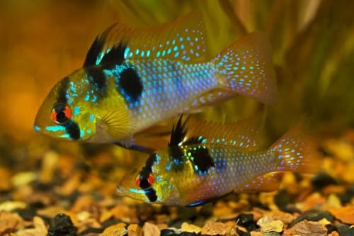 Santboz Trio German Blue Rams 1–1.25” – Live Freshwater Dwarf Cichlid – Vibrant, Peaceful & Hardy for Planted Aquariums.