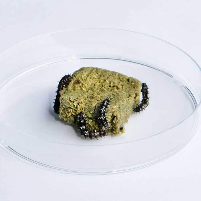 VanessaKit, Il Kit per Allevare in Casa Le Farfalle Vanessa del Cardo- Esperimento educativo, Kit educativi scientifici per Bambini, Idee Regalo Bambino Bambina (KIT CON BRUCHI)