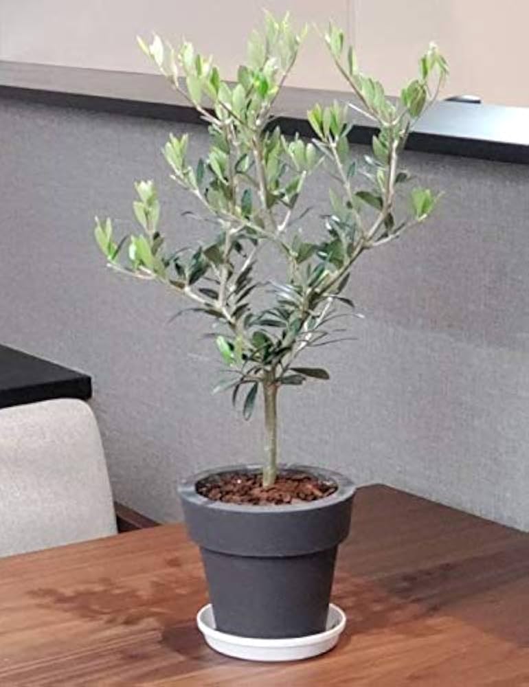 サマーセール。オリーブグリーン 花びら型鉢[1] サマーセール。オリーブグリーン 花びら型鉢[1] サマーセール