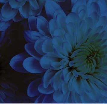 Design Master Absorbit Stem Dye for Fresh Cut Flowers Matte Finish Systemic (Deep Blue)