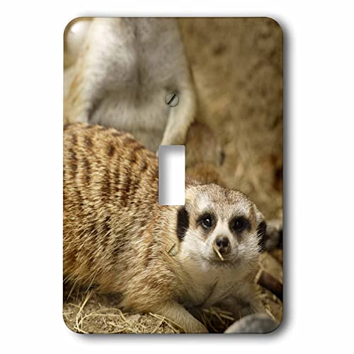 Interrupteur suricate 3dRose idée cadeau originale pour passionné d'animaux