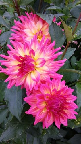 Image of SVG Imported Dahlia Flower Bulbs for Your Home and Gardening Pack of 2 Bulbs (lite green)