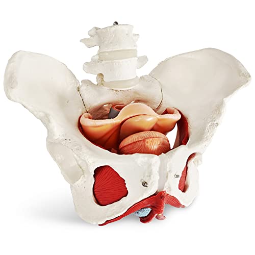 image for Benilev Female Pelvis Model with Pelvic Floor Muscles Perineal Model F