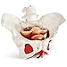 Benilev Female Pelvis Model with Pelvic Floor Muscles Perineal Model Female Anatomy Model 1:1 Life Size Human Skeleton Medical Science Educational Equipment Anatomy Medicine