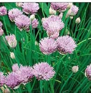 Seed Savers Exchange 1243 Organic, Open-pollinated Herb Seeds, Chives, 250 Seed Packet