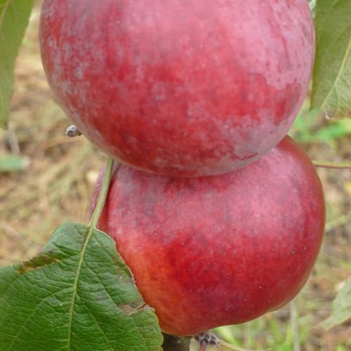 Plant Theory 1.5m Apple Spartan Edible Dessert Apple Outdoor Fruit Tree 12L Pot MM106 Rootstock