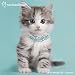 Rachael Hale Cats Wall Calendar (2017)