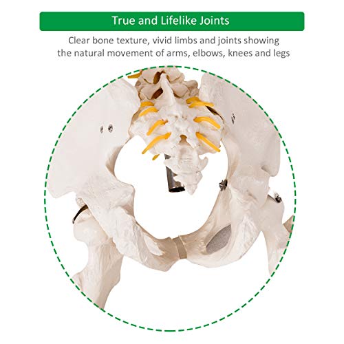 Giantex B010L18XEW Life Size 70.8 Inch Human Anatomical Anatomy Skeleton Medical Model + Stand thumb #7