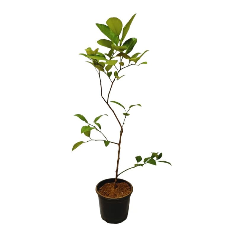 Mphmi Live Plants Kaffir Lime/Gandharaj Lime (B0CX9JDXRZ) Amazon Price History, Amazon Price Tracker
