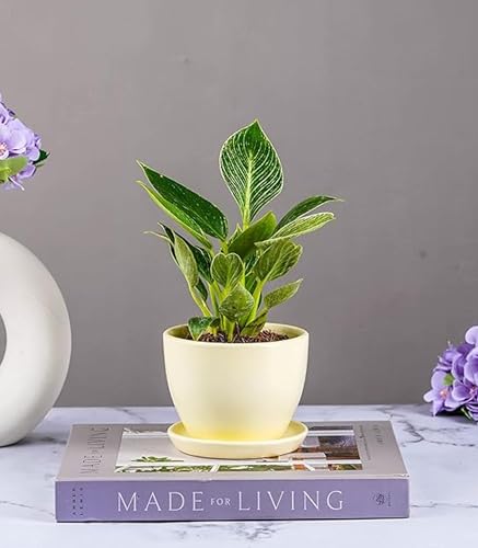 Image of Nurturing Green Set of 2 Modern Ivory White Ceramic Pots (Plants Not Included) for Home, Indoor Decor & Gifting (Size: Small (4.25 Inch Wide) | Comes with Bottom Plates)