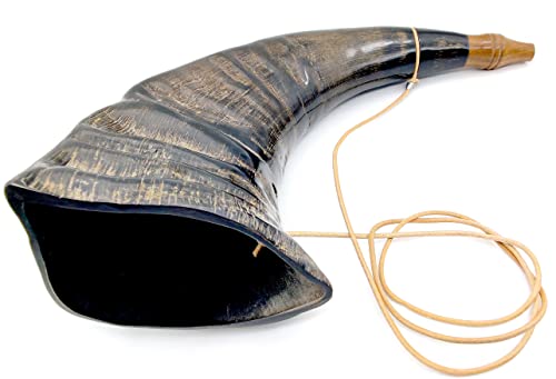 Viking War Buffalo-Horn Battle Trumpet - Premium Handmade Norse Cattle Ancient Bugle Hunting Tool 16' - Genuine Viking Horn