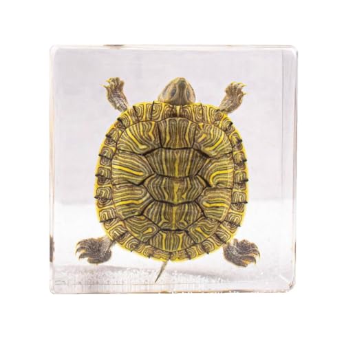 Image of Taxidermy Octopus Turtle Crab, Real Oceans Animals Specimens in Resin Preserved, Clear for Closer-Look & Study, Science Educational Classroom Specimen, for Ornament Decor and Gift (3.0x3.0x0.8-inch)