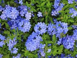 Blue Plumbago Flower Live Plant Healthy plant & Tree Pack of 1-image-40