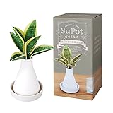 グローバル プロダクト プランニング Beauwell (ビューウェル) ス・ポット 観葉 加湿器 サンセベリア 1個(植物 簡単)