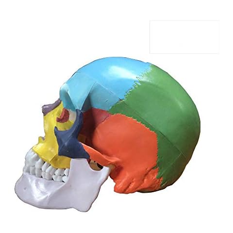 OIF Skull Model, Human Colored Skull Included Full Set Teeth Removable Partitioned,1:1 Life Size 3-Part Anatomical Model with Colorful Chart for Medical Student Human Anatomy Study Course Cover