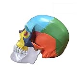Skull Model,OIF Human Skull Map Included Full Set Teeth Removable Partitioned Skull Model Christmas Halloween Decorated