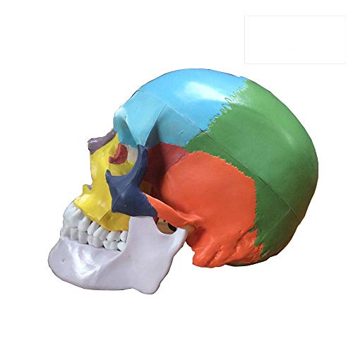 OIF Skull Model, Human Colored Skull Included Full Set Teeth Removable Partitioned,1:1 Life Size 3-Part Anatomical Model with Colorful Chart for Medical Student Human Anatomy Study Course