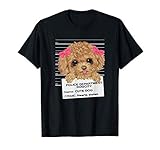 Caniche Enano Caniche Cachorros Caniche