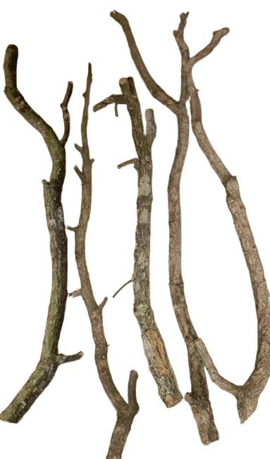 Kork Äste 70-80 cm 1,5-2 cm Durchmesser Terrarien Dekoration aus Portugal