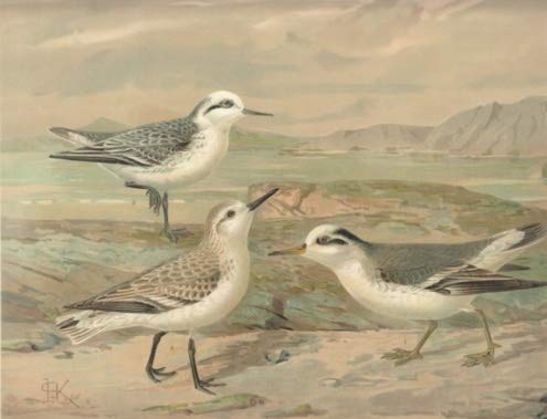Plattschnäbeliger Wassertreter. Phalaropus fulicarius (L.). Männchen im Winterkleide. Schmalschnäbeliger Wassertreter. Phalaropus lobatus (L.). Weibchen im Winterkleide. Ufer-Sanderling. Calidris