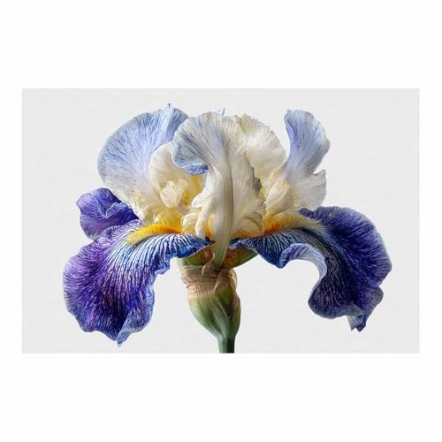 Tableau sur toile fleurs pour rafraîchir un mur vide déco salon moderne 40x60cm