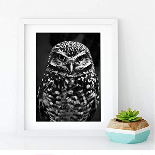 Peinture chouette noir et blanc habiller un mur vide deco interieure poster sur toile sans cadre