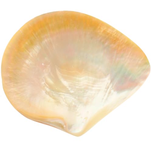 DIYEAH Plato Decorativo con Diseño para Servir Alimentos Resistente al Microondas y Lavavajillas para Desayunos y Postres el Hogar Bandeja Multifuncional para Snacks y Ensaladas