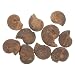 Gatuida Unique Ammonite Specimen 10pcs Real Ammonite Models for Boys Girls Decor