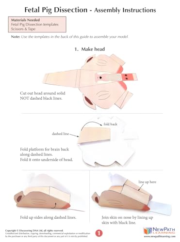 Image of NewPath Fetal Pig Dissection 3-D Paper Model Making Kit, Set /5 Full-Color, Paper Model Templates & Teachers Guide (24-7740)