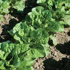 Fresh Green Romaine Lettuce 5\" to 6\" Heights, Fully Grown and Blown with Strong Roots.3 Plants in pots,Great for Window Seal or Backyard Garden