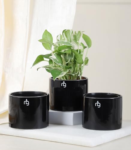 Image of Nurturing Green Combo of 3 Black Ceramic Pots |Flower Pots for Home Decore (Size: 3.5 Inch Wide*2.8 Inch High)