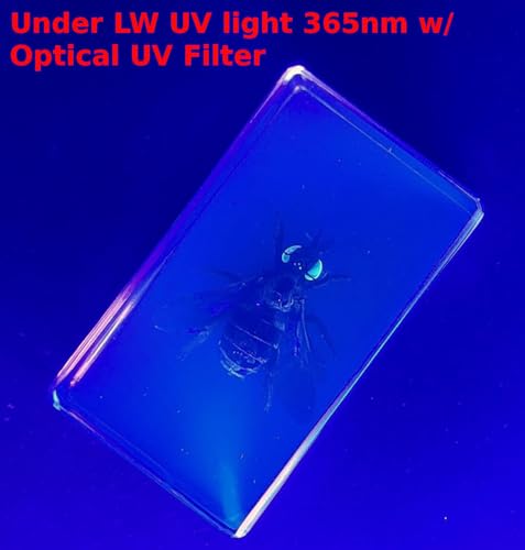 Image of 2.3 inch Real Carpenter Bamboo Bee in Crystal Clear Lucite Resin Specimen Preserved Insect Taxidermy Crafts Collection for Biology Science Education & Desk Ornament Display Supplies Paperweight