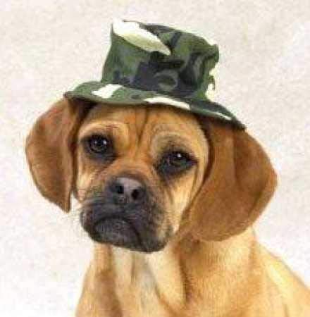 camo dog hat