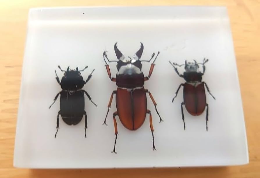 Amazon.co.jp: 昆虫 標本 クワガタムシ 本物 クワガタ