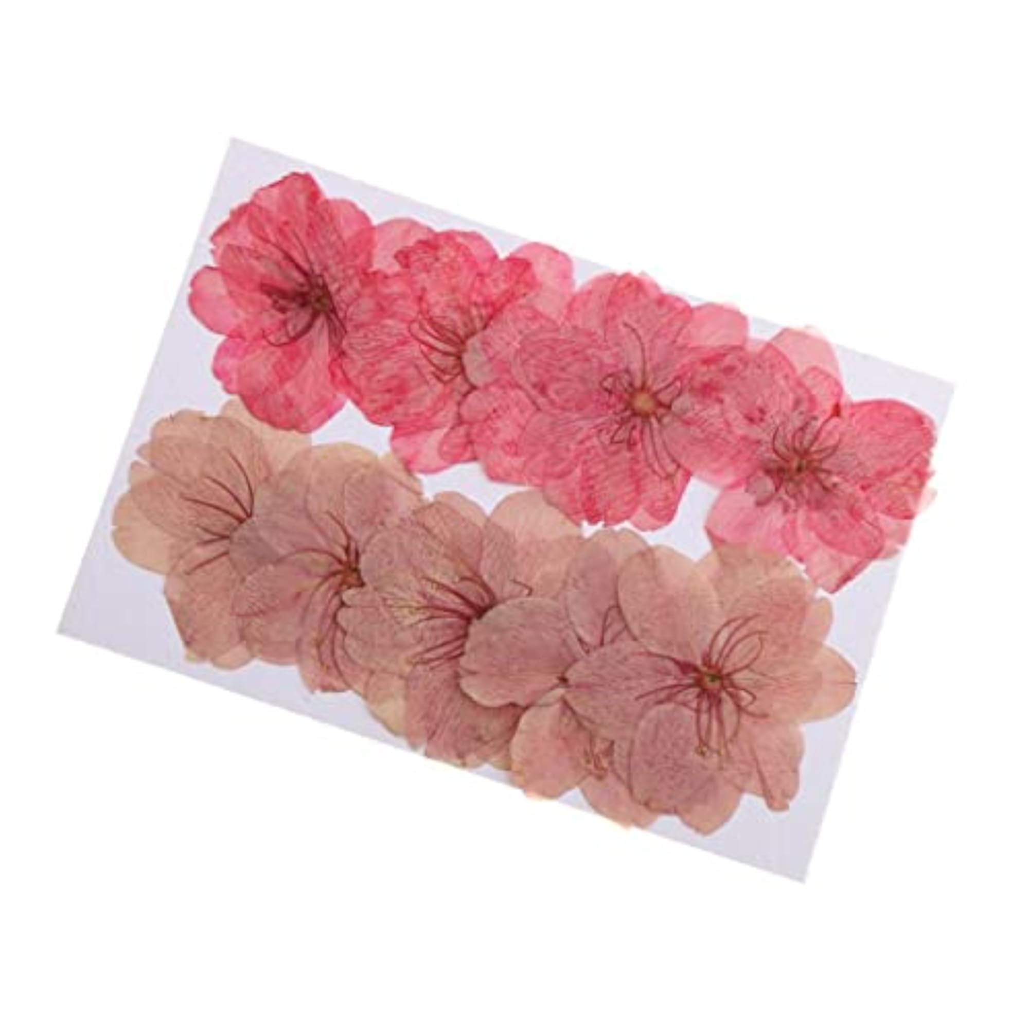 Mixed Color Pressed Dried Sakura Flowers for Art Craft