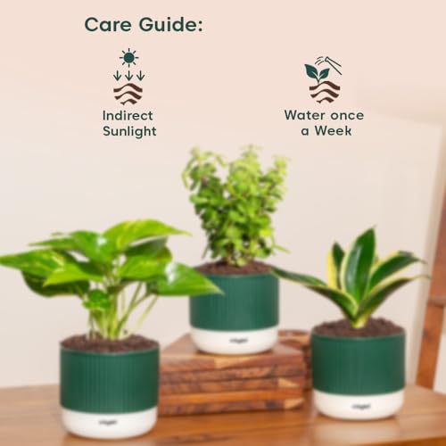 Image of Kyari Combo of 3 Indoor Plants - Lucky Jade, Golden Hahnii, Money Variegated with Green Self Watering Pot 4 Inch - Live Plants for Home Decor, Living Room, Office Desk - Air Purifying Vastu Plant Set