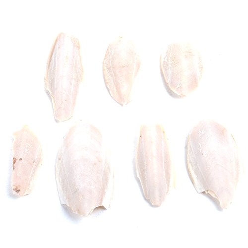 Cuttlefish Bone, Woopower Cuttle Fish Pet Budgie